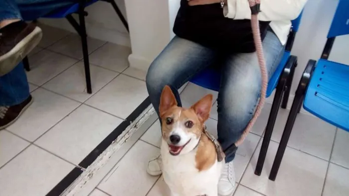 Cachorro ra a SRD idade 4 anos nome Jade