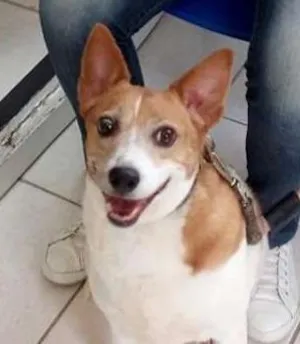 Cachorro raça SRD idade 4 anos nome Jade