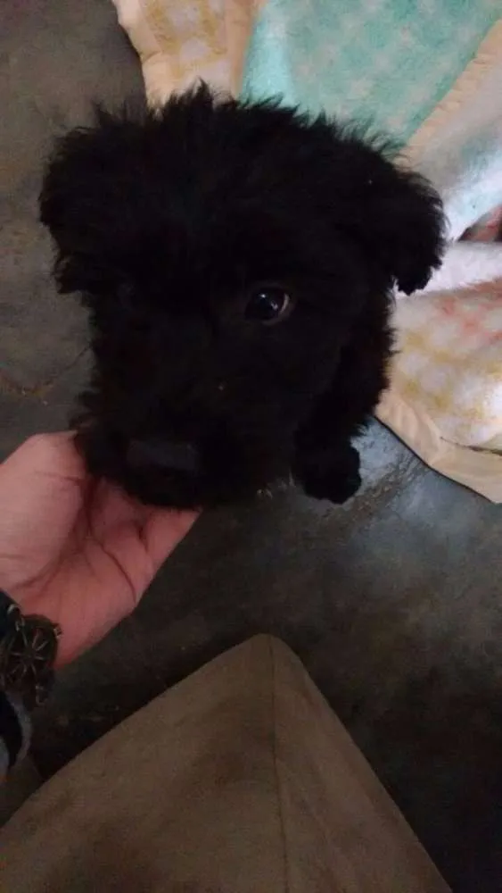 Cachorro ra a SRD idade 7 a 11 meses nome Thor