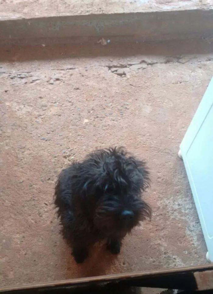 Cachorro ra a SRD idade 7 a 11 meses nome Thor
