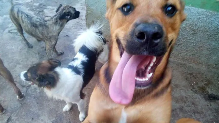 Cachorro ra a srd idade 1 ano nome isis