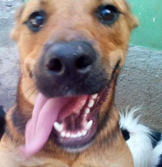 Cachorro ra a srd idade 1 ano nome isis