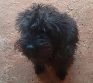 Cachorro raça SRD idade 7 a 11 meses nome Thor