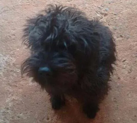 Cachorro ra a SRD idade 7 a 11 meses nome Thor