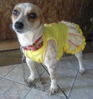 Cachorro raça Pincher idade 1 ano nome Belle