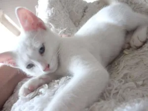 Gato raça SRD idade 2 a 6 meses nome Floquinho