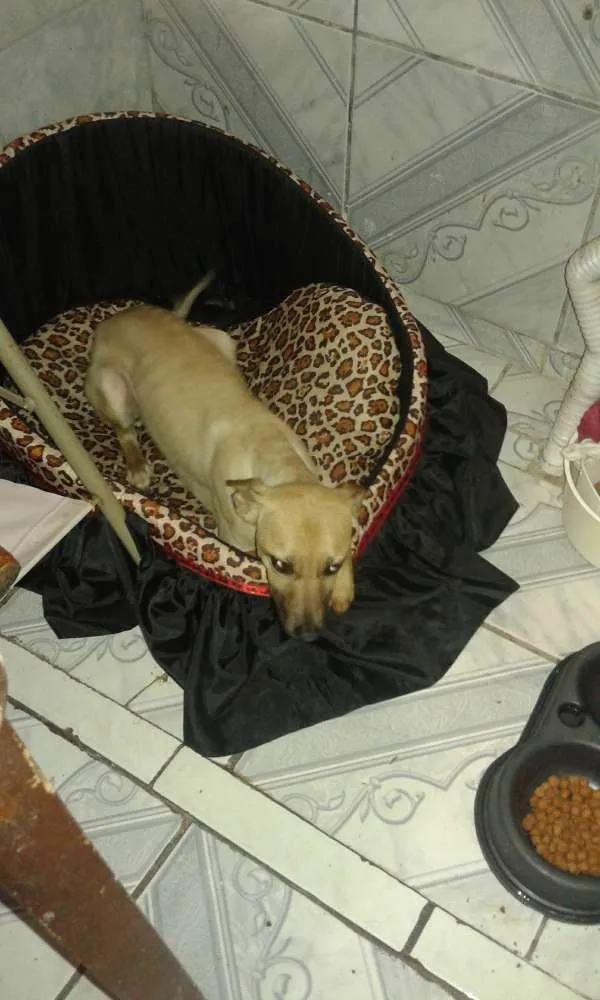 Cachorro ra a Vira-lata idade  nome Bella