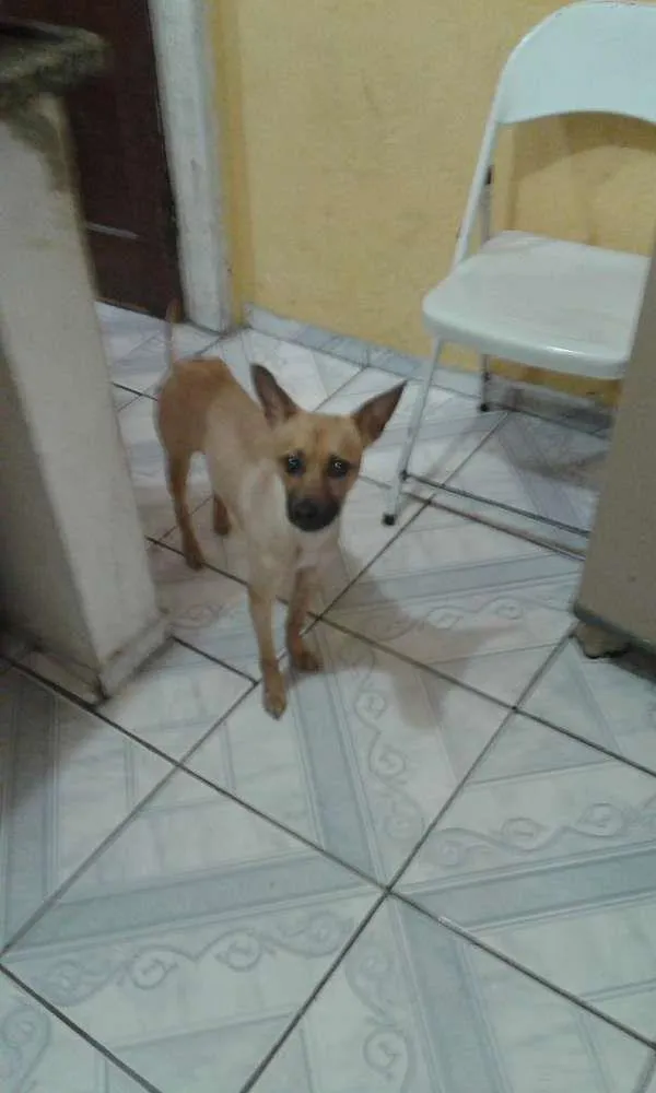 Cachorro ra a Vira-lata idade  nome Bella