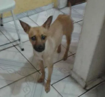 Cachorro ra a Vira-lata idade  nome Bella