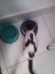Sid