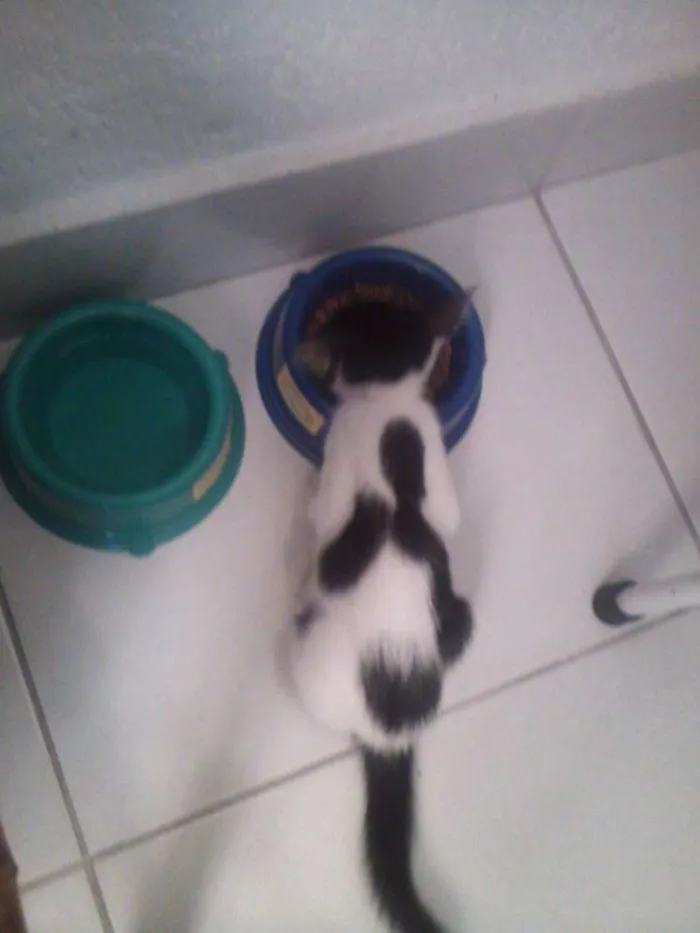 Gato ra a srd idade 2 a 6 meses nome Sid