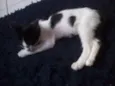 Sid