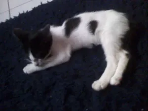 Gato raça srd idade 2 a 6 meses nome Sid