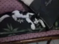 Sid