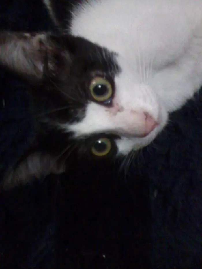 Gato ra a srd idade 2 a 6 meses nome Sid
