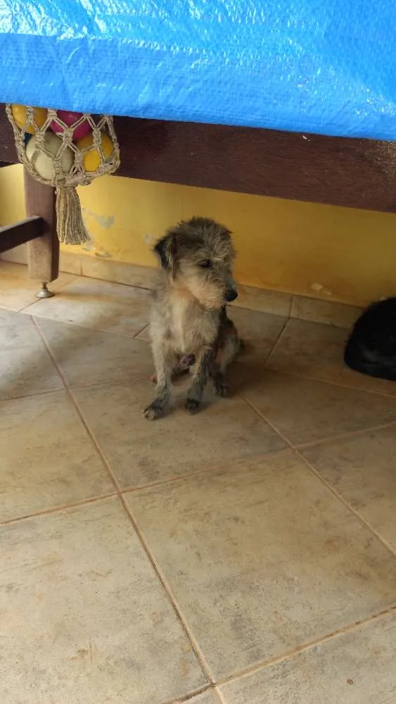 Cachorro ra a Mestiço idade 3 anos nome Dinho e Bono