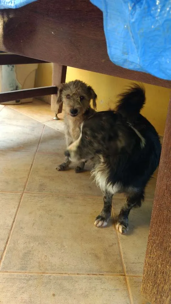 Cachorro ra a Mestiço idade 3 anos nome Dinho e Bono