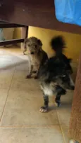 Dinho e Bono