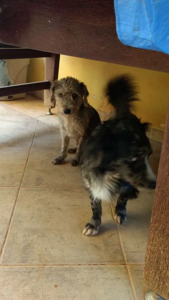 Cachorro ra a Mestiço idade 3 anos nome Dinho e Bono