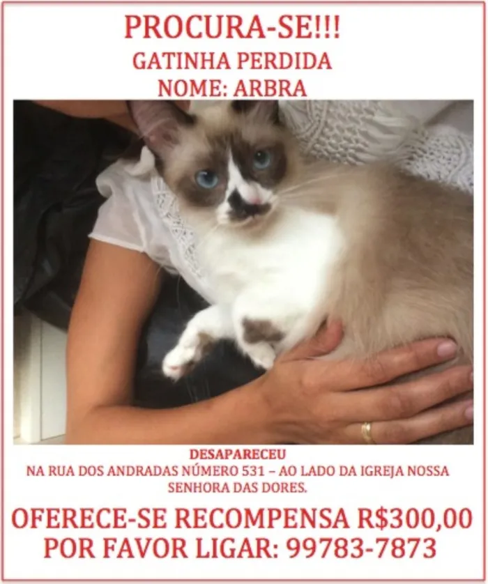 Gato ra a SRD idade 3 anos nome Arbra