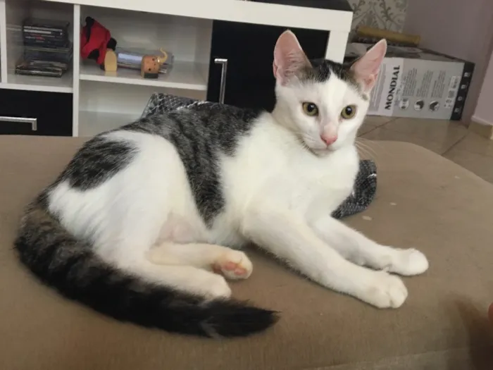 Gato raça SRD idade 2 a 6 meses nome Juca Frajola Li..,