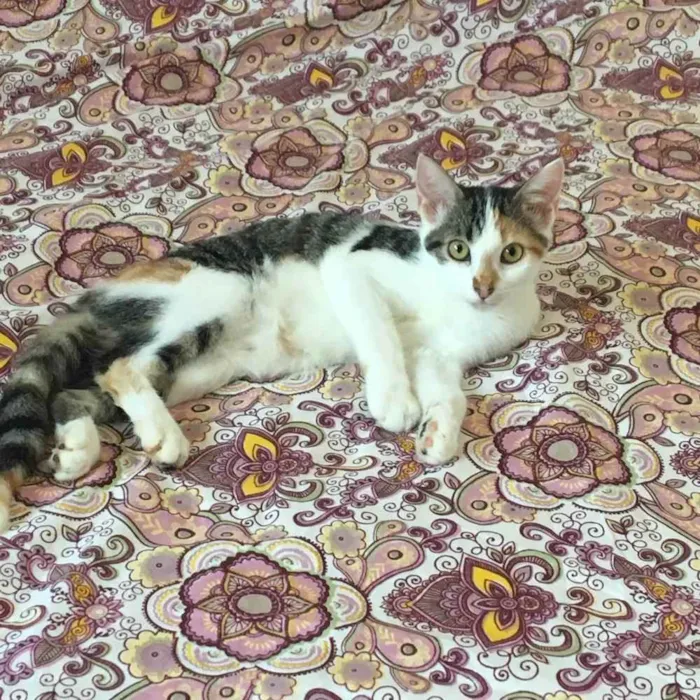 Gato raça SRD idade 2 a 6 meses nome Juca Frajola Li..,