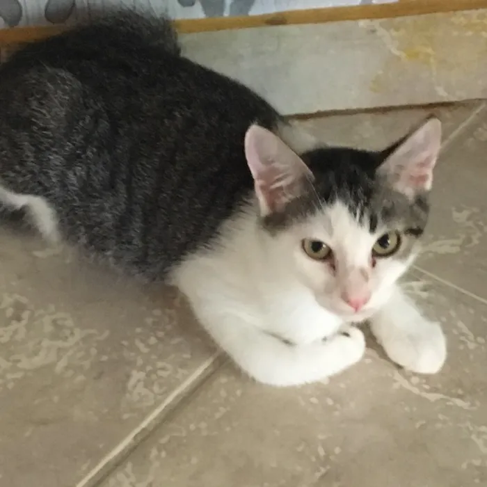 Gato raça SRD idade 2 a 6 meses nome Juca Frajola Li..,