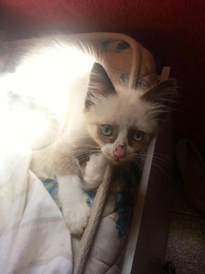 Gato ra a  idade 2 a 6 meses nome Loirão