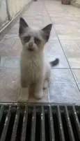 Loirão