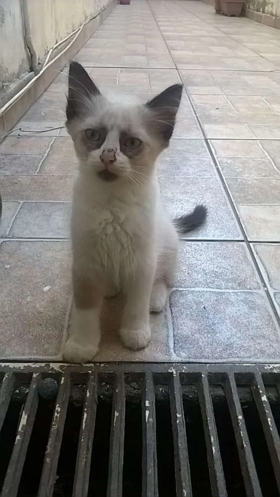 Gato ra a  idade 2 a 6 meses nome Loirão