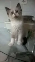 Loirão