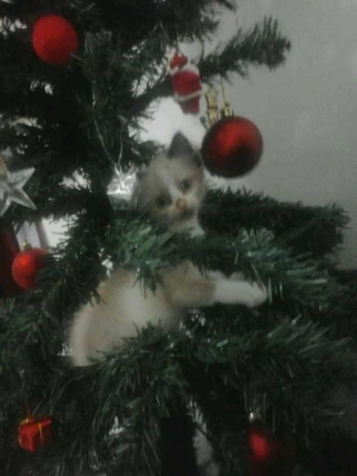 Gato ra a  idade 2 a 6 meses nome Loirão