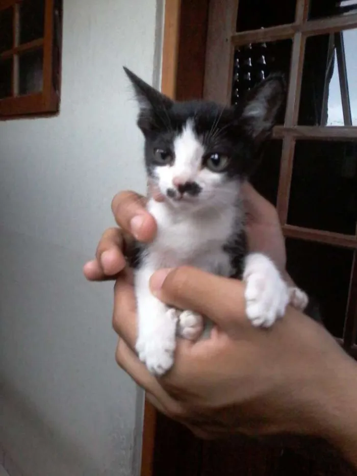Gato ra a indefinido  idade 2 a 6 meses nome Flora