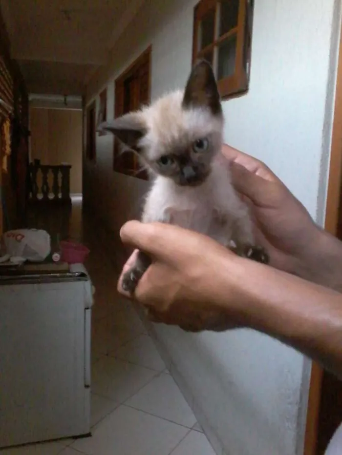 Gato ra a siamês idade 2 a 6 meses nome Blade