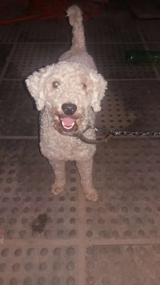 Cachorro ra a Poodle idade 2 anos nome Não sei