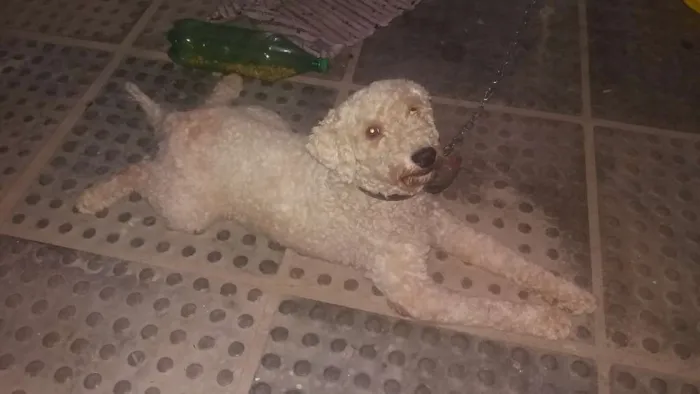 Cachorro ra a Poodle idade 2 anos nome Não sei