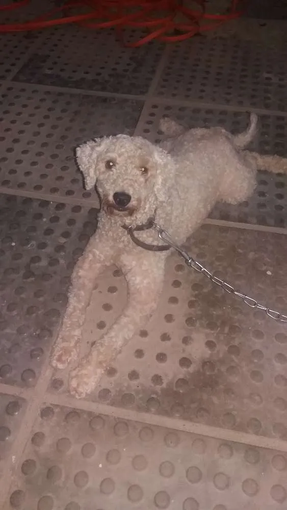 Cachorro ra a Poodle idade 2 anos nome Não sei