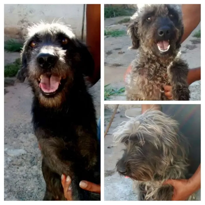 Cachorro ra a srd idade 2 anos nome luna e bono