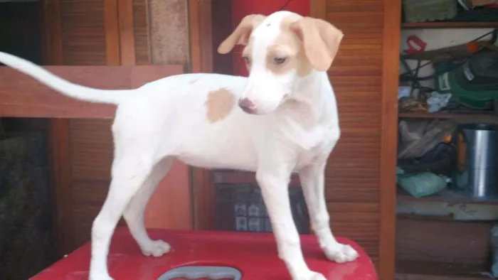 Cachorro ra a Misturinha idade Abaixo de 2 meses nome Nao tem