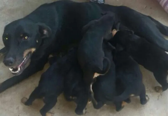 Cachorro ra a Vira lata idade 2 anos nome Pepa