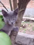 Gato