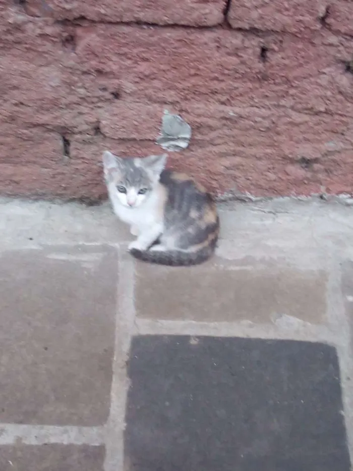 Gato ra a vira lata idade 2 a 6 meses nome Gato 