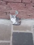 Gato