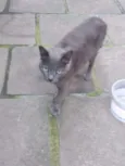 Gato