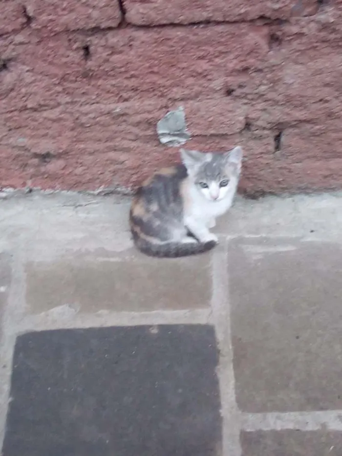 Gato ra a Indefinida  idade 2 a 6 meses nome Gato 