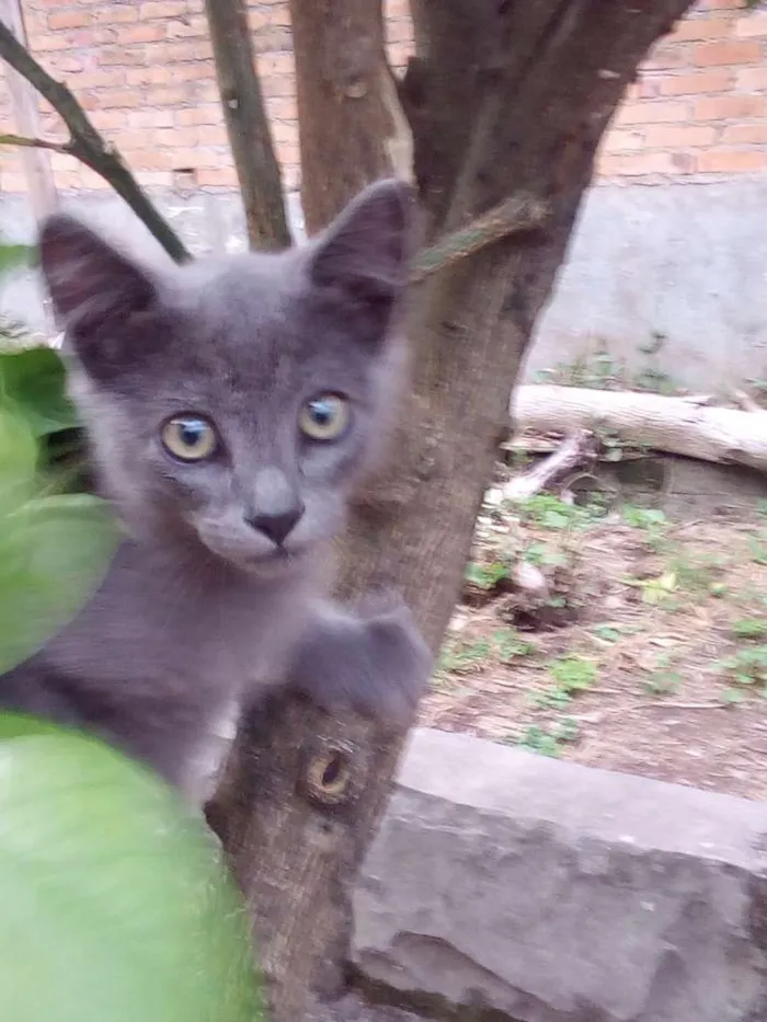 Gato ra a Indefinida  idade 2 a 6 meses nome Gato 