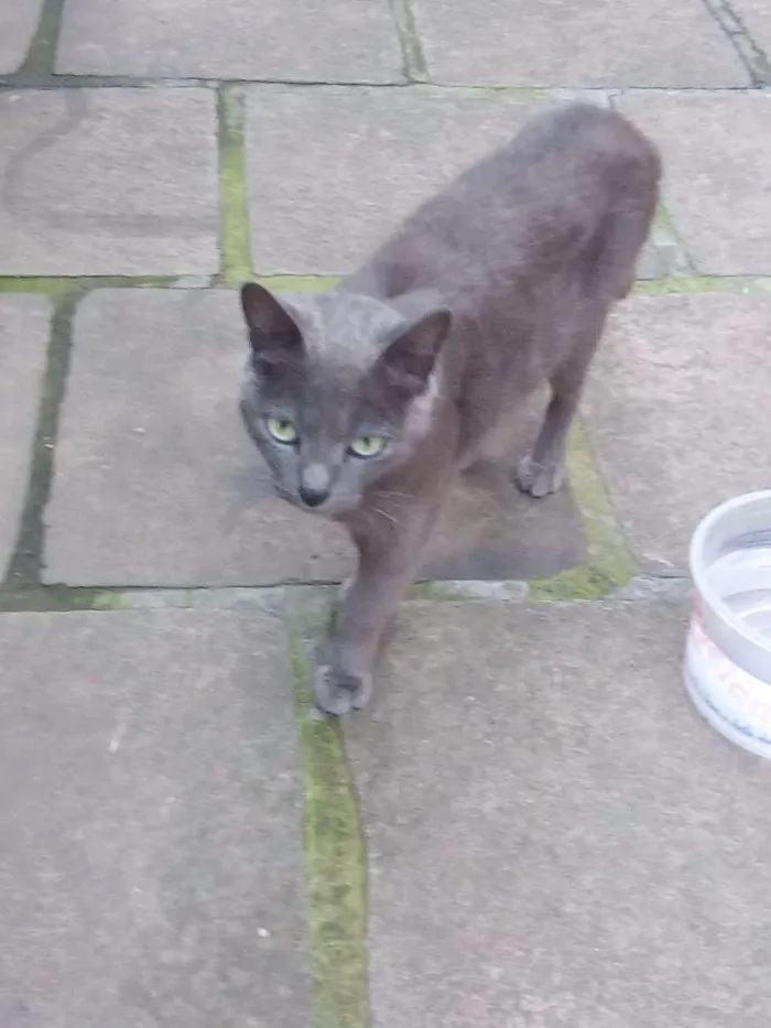 Gato ra a Indefinida  idade 2 a 6 meses nome Gato 