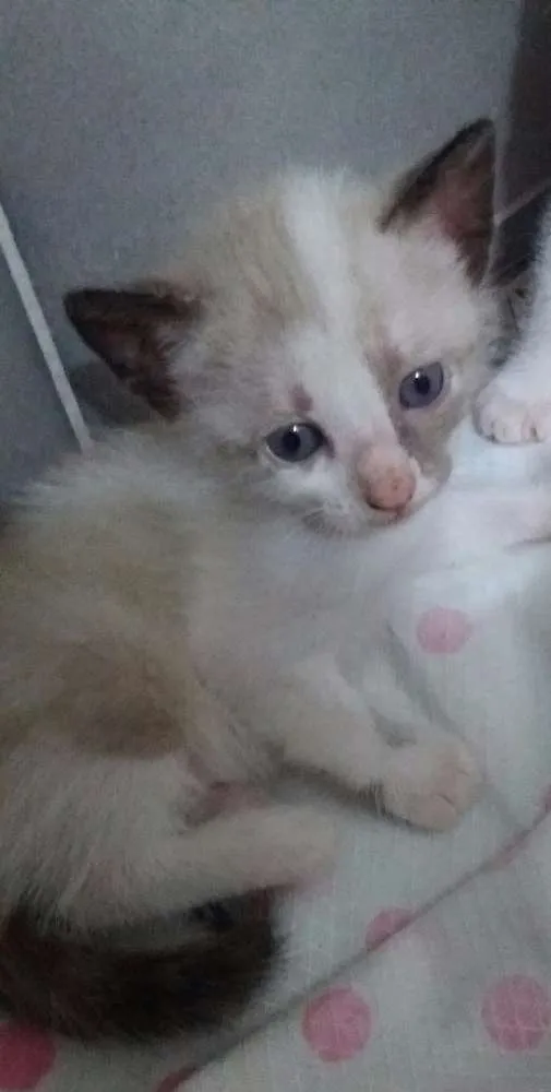 Gato ra a  idade Abaixo de 2 meses nome Filha de Isis 
