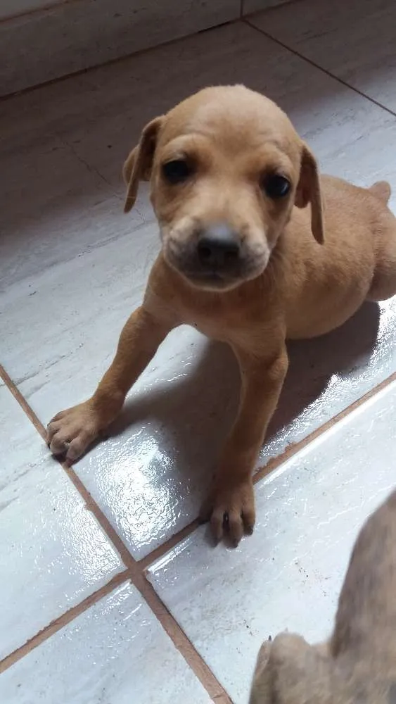 Cachorro ra a Sem raça definida idade Abaixo de 2 meses nome Filhotes