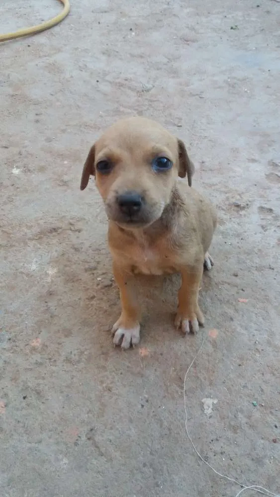 Cachorro ra a Sem raça definida idade Abaixo de 2 meses nome Filhotes